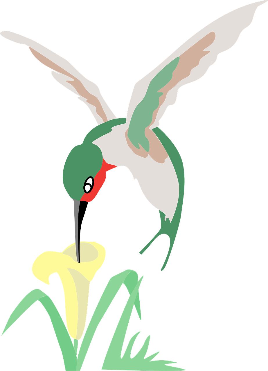 Hummingbird And Flower Clipart - Hummingbird And Flower Cartoon (500x693)