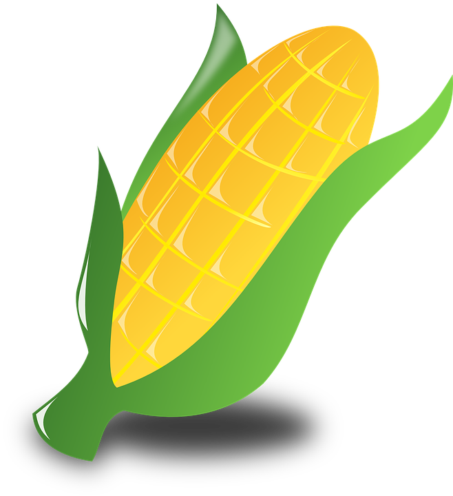 Corn Cub Clip Art At Clker Com Vector Clip Art Online - Corn Clip Art (658x720)