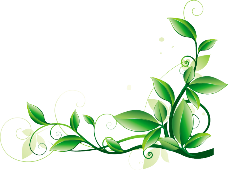 Цветочный Орнамент Желто Зеленый Вытянутый - Green Flower Border Png (800x597)