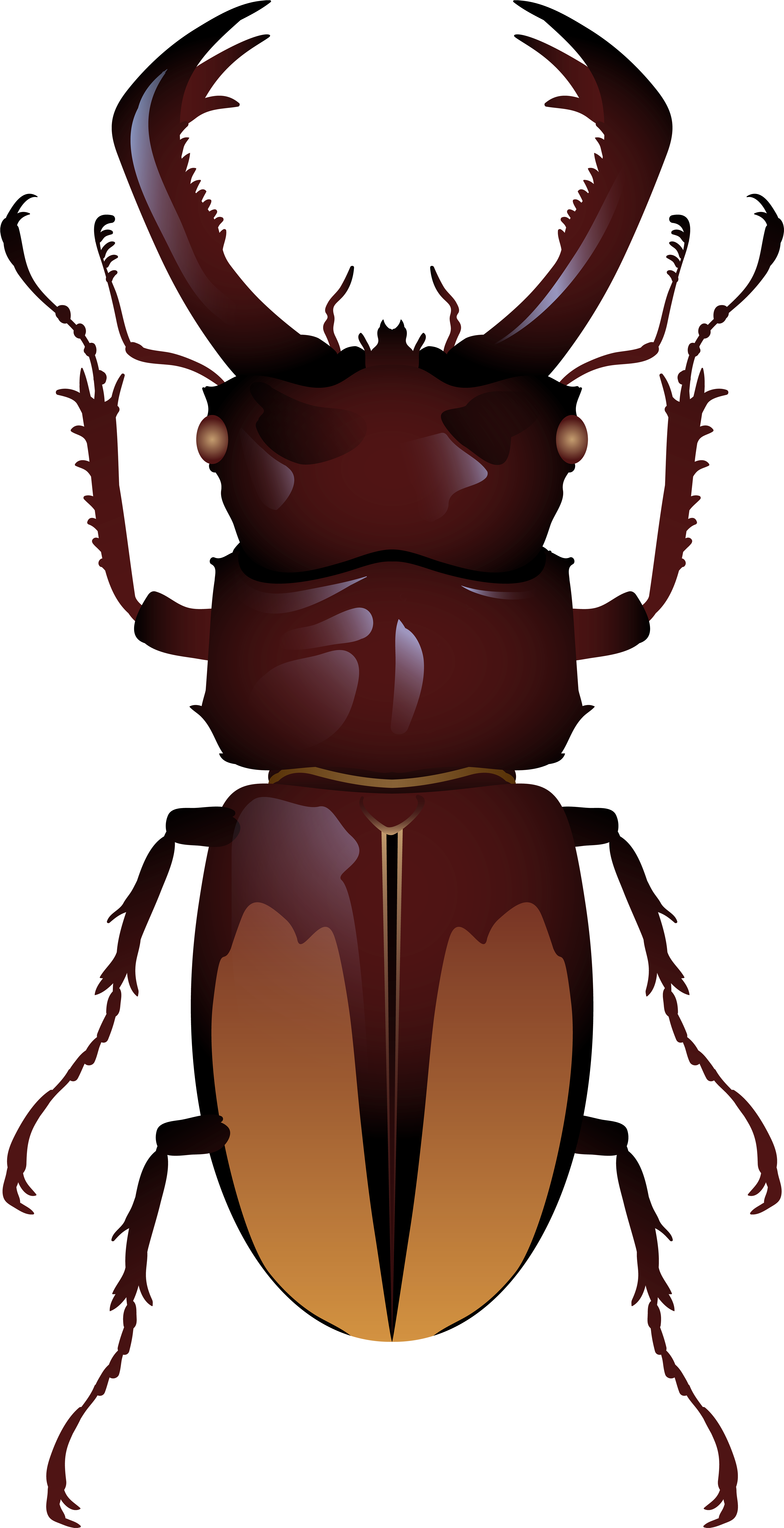 Beetle Png Clip Art - Beetle Insect Transparent Png (4105x8000)