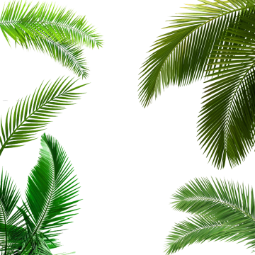 Palm Tree Leaf, Palm Tree Leaf, Palm Tree Transparent - Palm Tree Leaf Png (360x360)