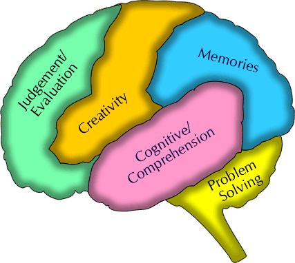 Brains Clipart Student Learning - Learning About The Brain (427x382)