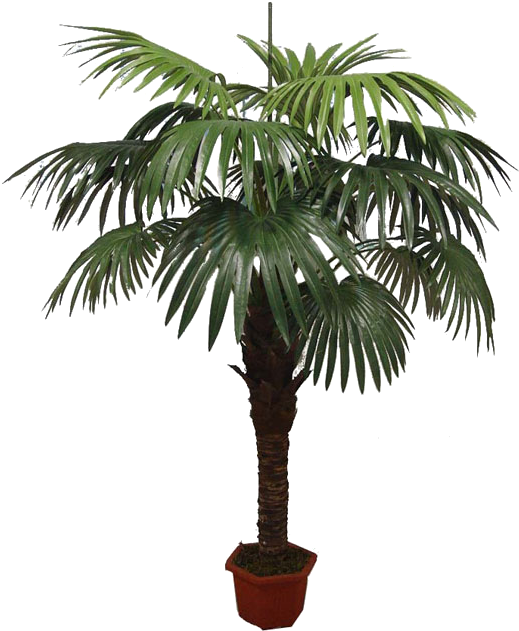 Asian Palmyra Palm Babassu Flowerpot Oil Palms Coconut - Desert Palm (600x788)