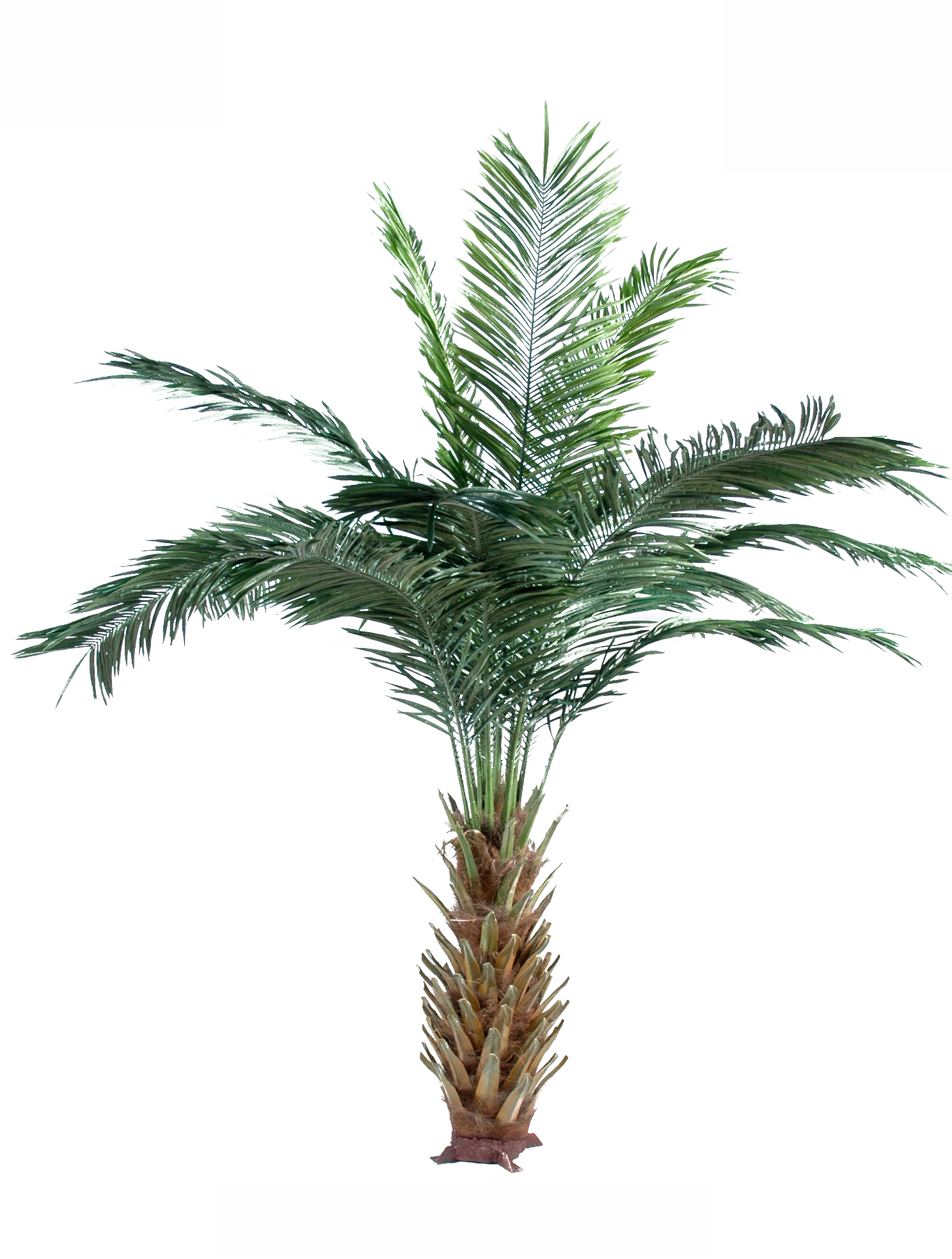 Arecaceae Date Palm Attalea Speciosa Oil Palms Adonidia - Palm Trees (1488x1968)
