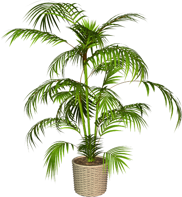 Babassu Flowerpot Oil Palms 0 April - Roystonea (600x681)