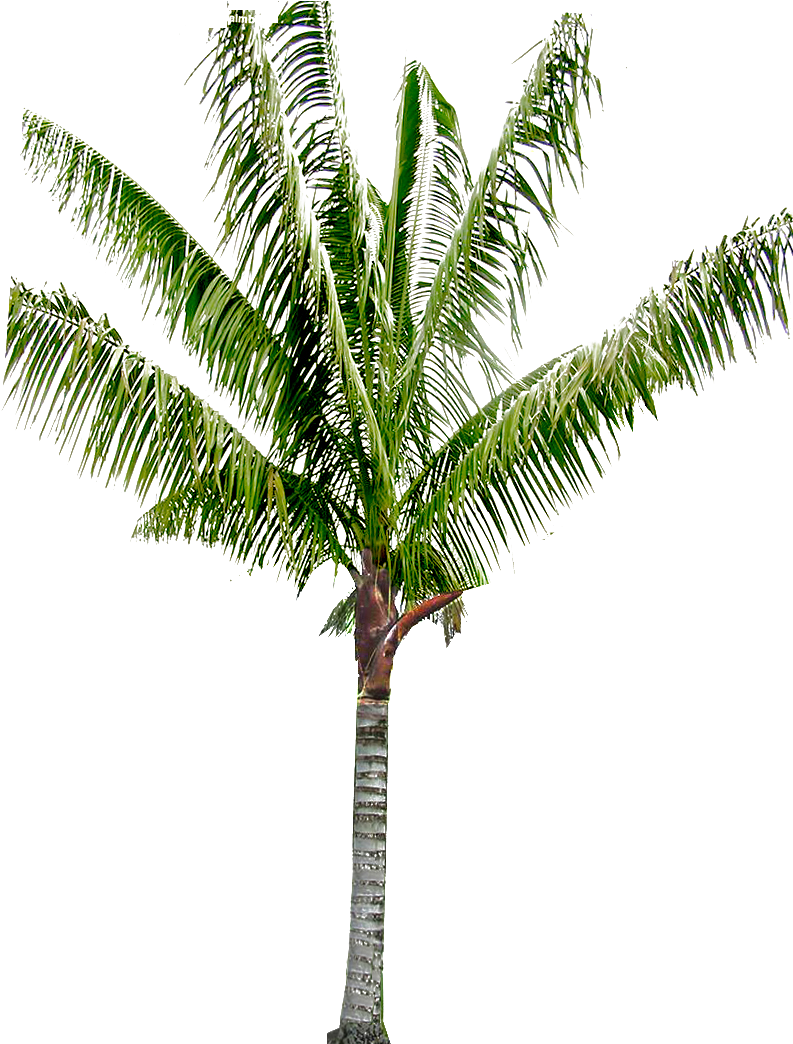 Babassu Arecaceae Coconut Oil Palms Asian Palmyra Palm - Attalea Speciosa (800x1069)