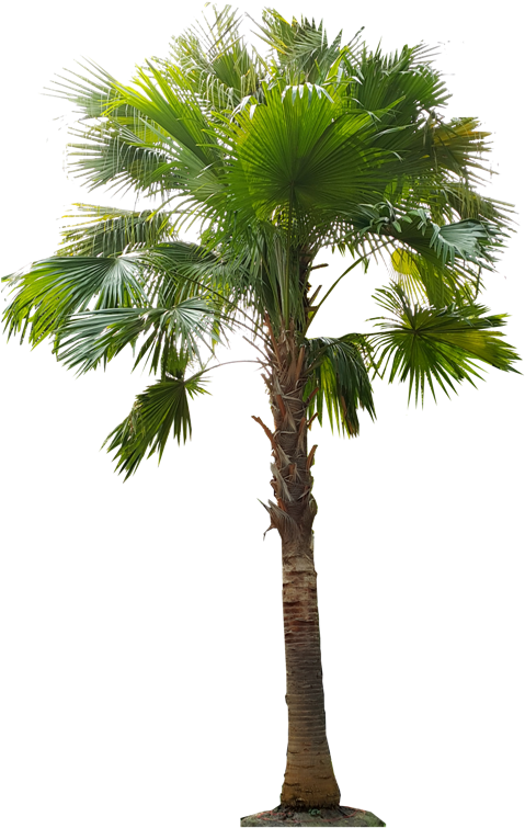 Asian Palmyra Palm Babassu Arecaceae Oil Palms Coconut - Livistona Png (480x768)
