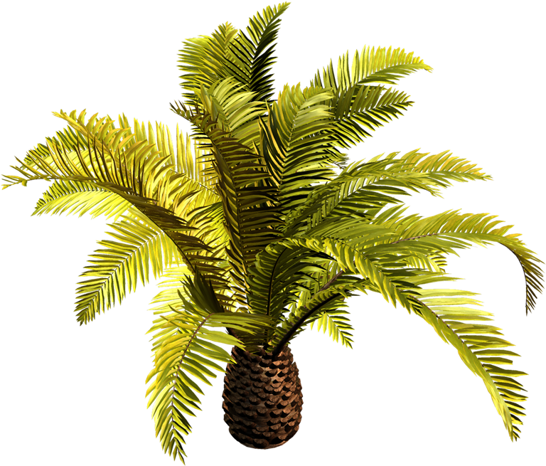 Babassu Arecaceae Date Palm Oil Palms Clip Art - Date Palm (800x712)