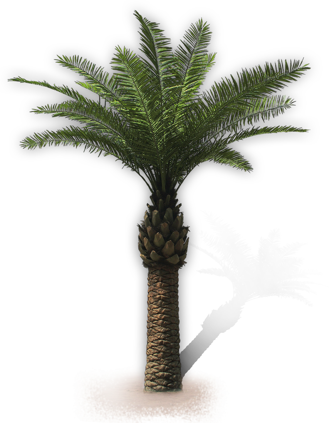 Arecaceae San Vito Lo Capo Attalea Speciosa Villa Oil - Sable Palm Trees No Background (1129x1438)