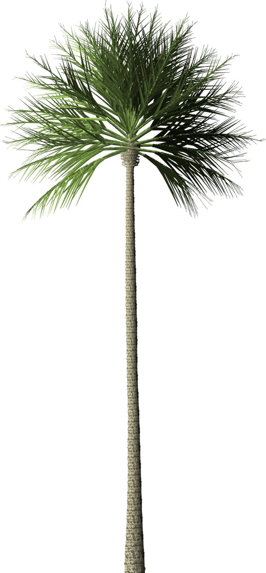 Arecaceae Tree Palm Oil Oil Palms Rainforest - Borassus Flabellifer (929x1999)