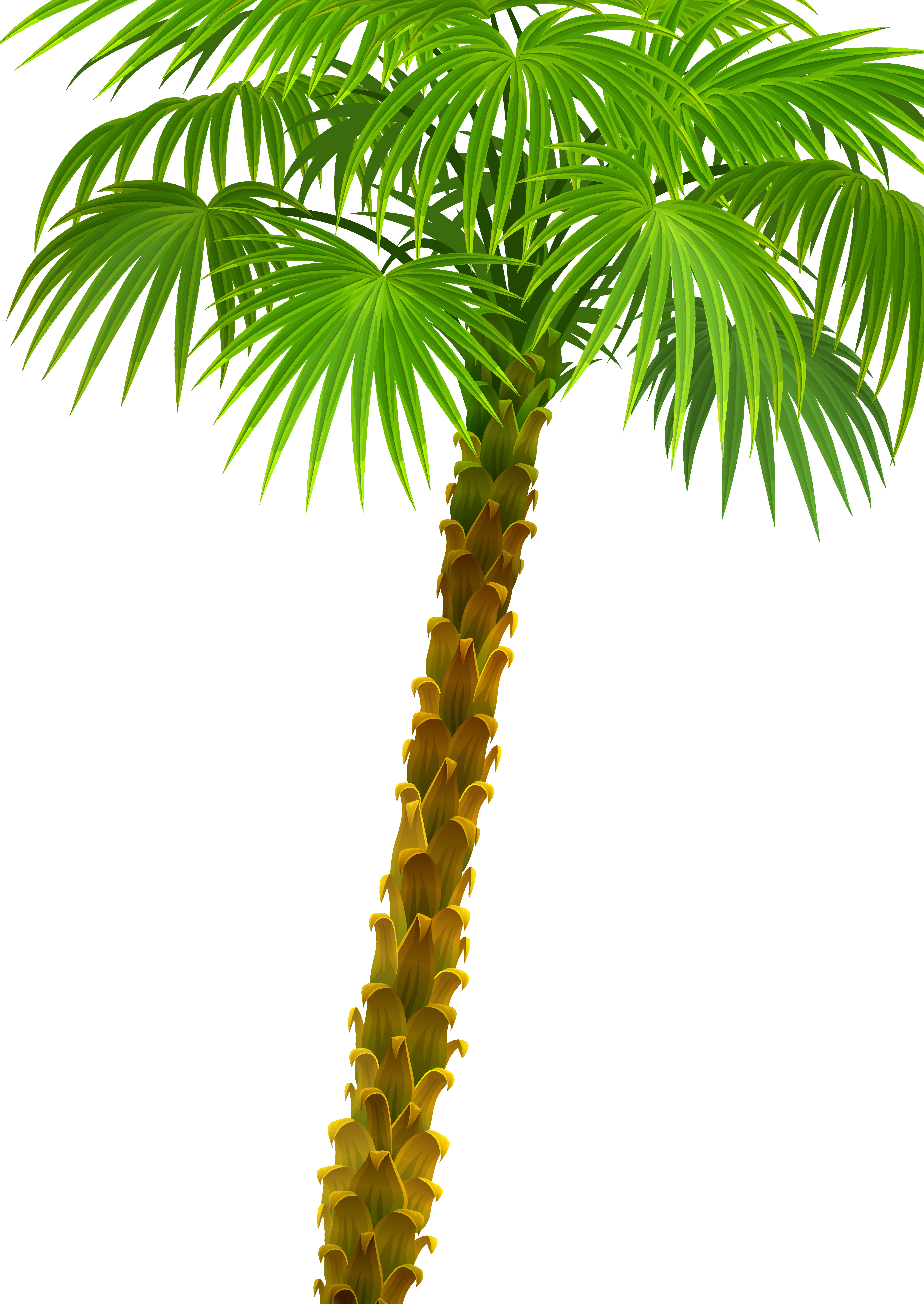 Arecaceae Plant Asian Palmyra Palm Attalea Speciosa - Palm Trees (4947x6979)