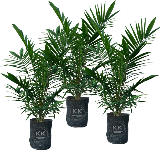 Oil Palm Seedlings From Reputable Sources - Houseplant (608x582)