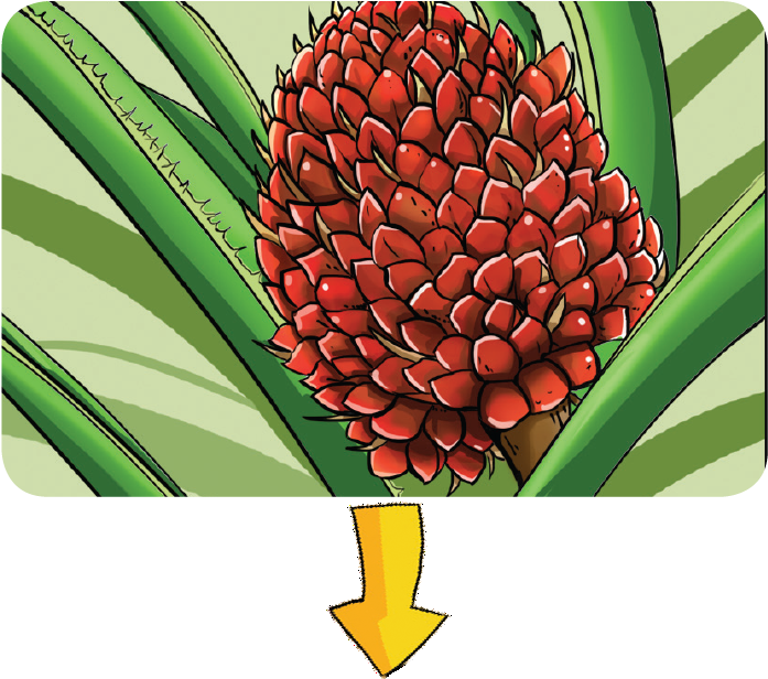 Ffb Palm Fruit Oil Processing Plant Manufacture Extraction - Oil Palm Fruit Bunch (702x630)