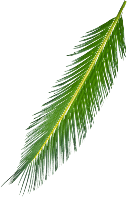 5 Kb, Free Download, C - Palm Leaf (420x651)