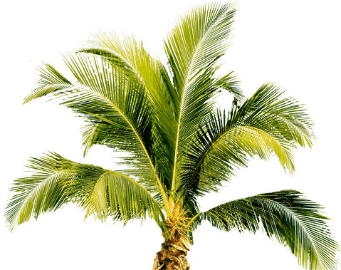 4 Kb, Beautiful, , Backgrounds Img - Palm Png (479x379)