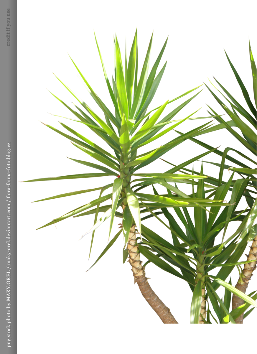 Png Stock - Maky Plants (900x1200)