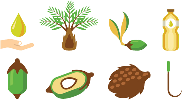 Fruit Arecaceae Palm Oil Illustration - Buah Kelapa Sawit Vector (720x504)