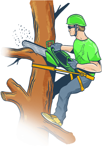 Clipart For Tree Trimming & Clip Art For Tree Trimming - Tree Trimming Cartoon (367x505)