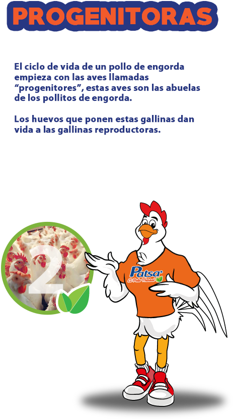 Amazing Ciclo De Vida Del Pollo With Ciclo De Vida - Cartoon (475x867)