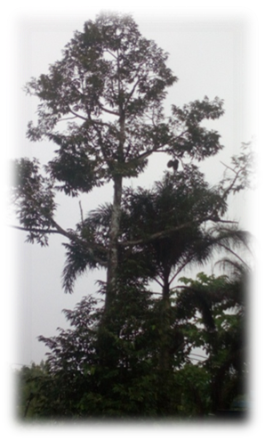 ได้แต่นั่งปลงอนิจจา ไม่สามารถแก้ไขอะไรได้เลย - Pond Pine (298x494)