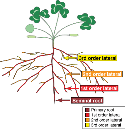 Mycorrhizal Associations Structure Of Roots Rh Mycorrhizas - Primary Vs Lateral Roots (400x414)