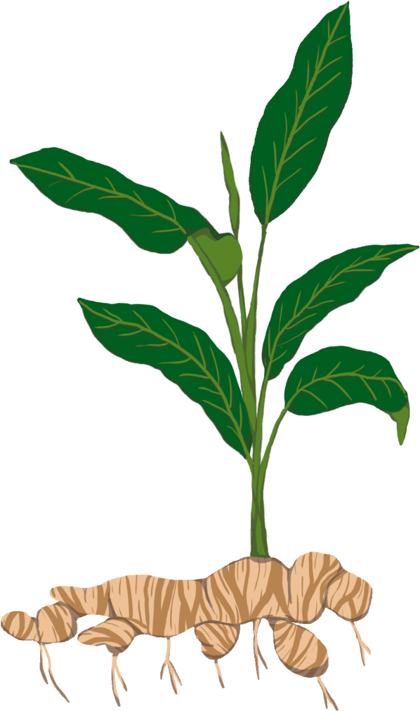 Tuber Tapioca Plant Stem Sowing - Tuber (1000x1024)