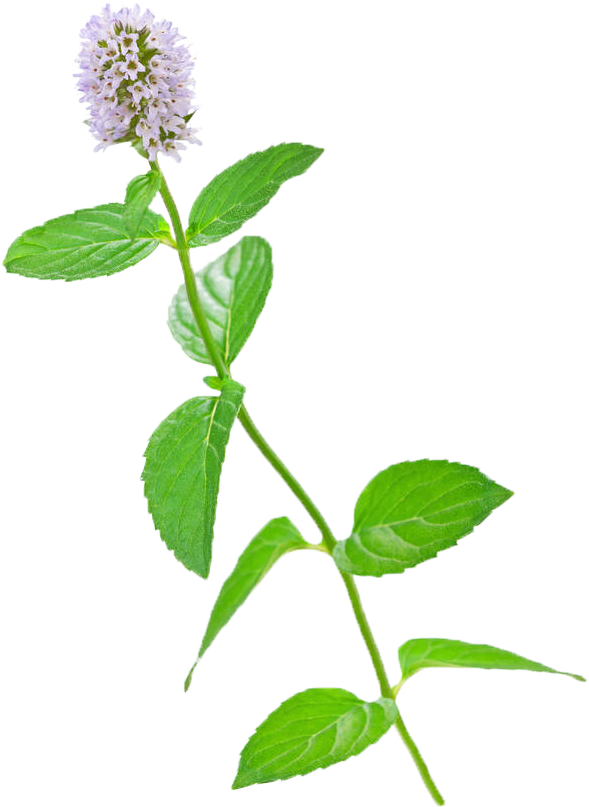Mentha Spicata Flower Stock Photography Water Mint - Mint (632x1000)