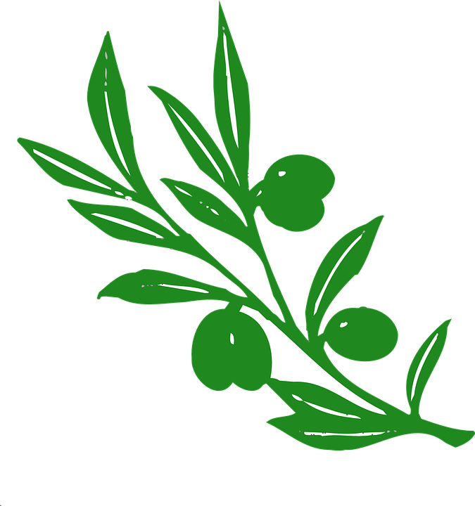 Herbal Leaf Cliparts 13, Buy Clip Art - Athena's Symbol Olive Tree (675x720)