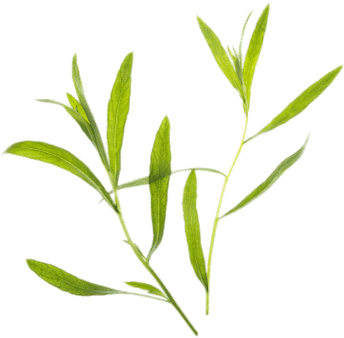 Tarragon - Thyme Transparent Background (400x400)