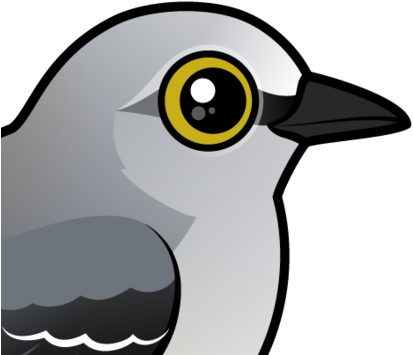 About The Northern Mockingbird - Northern Mockingbird Cartoon (440x440)