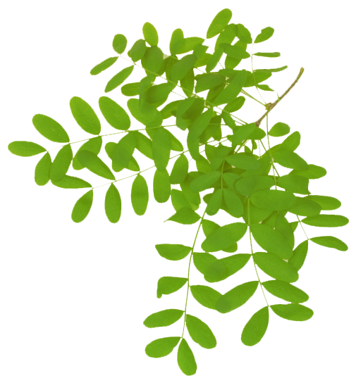 Leaf Acacia Dealbata Gum Arabic Tree Plant - Wattles (588x597)