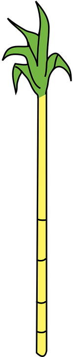 Caña De Azucar Dibujo Png (360x720)