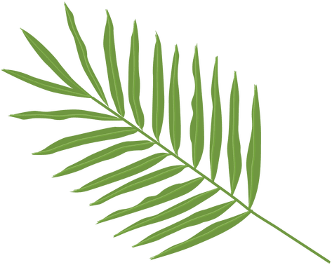 Palma Leaf Arecaceae Clip Art - Palm Leaf Png (512x512)