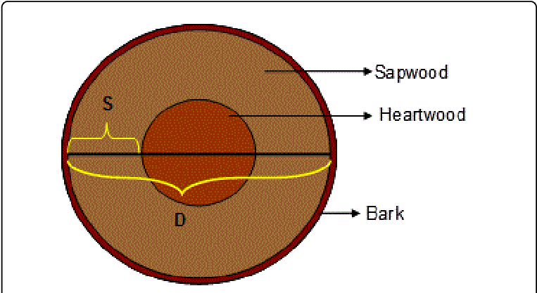 Cross Section Of A Typical Tree Trunk S Sapwood Depth - S Orbital (769x420)