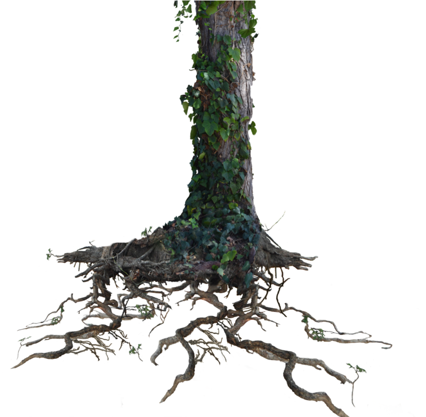 Tree Trunk Roots With Ivy Png Stock Photo 1077 By - Transparent Background Tree Trunk (934x856)