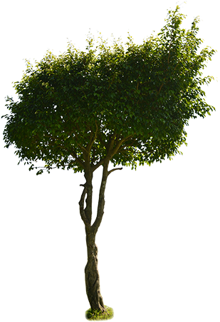 A Bright Green Medium Sized Tree With A Gnarly Twisted - Tree (450x450)