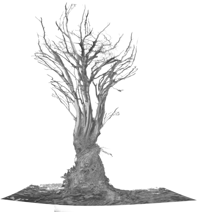 Oasis - Scary Tree Png (1098x727)