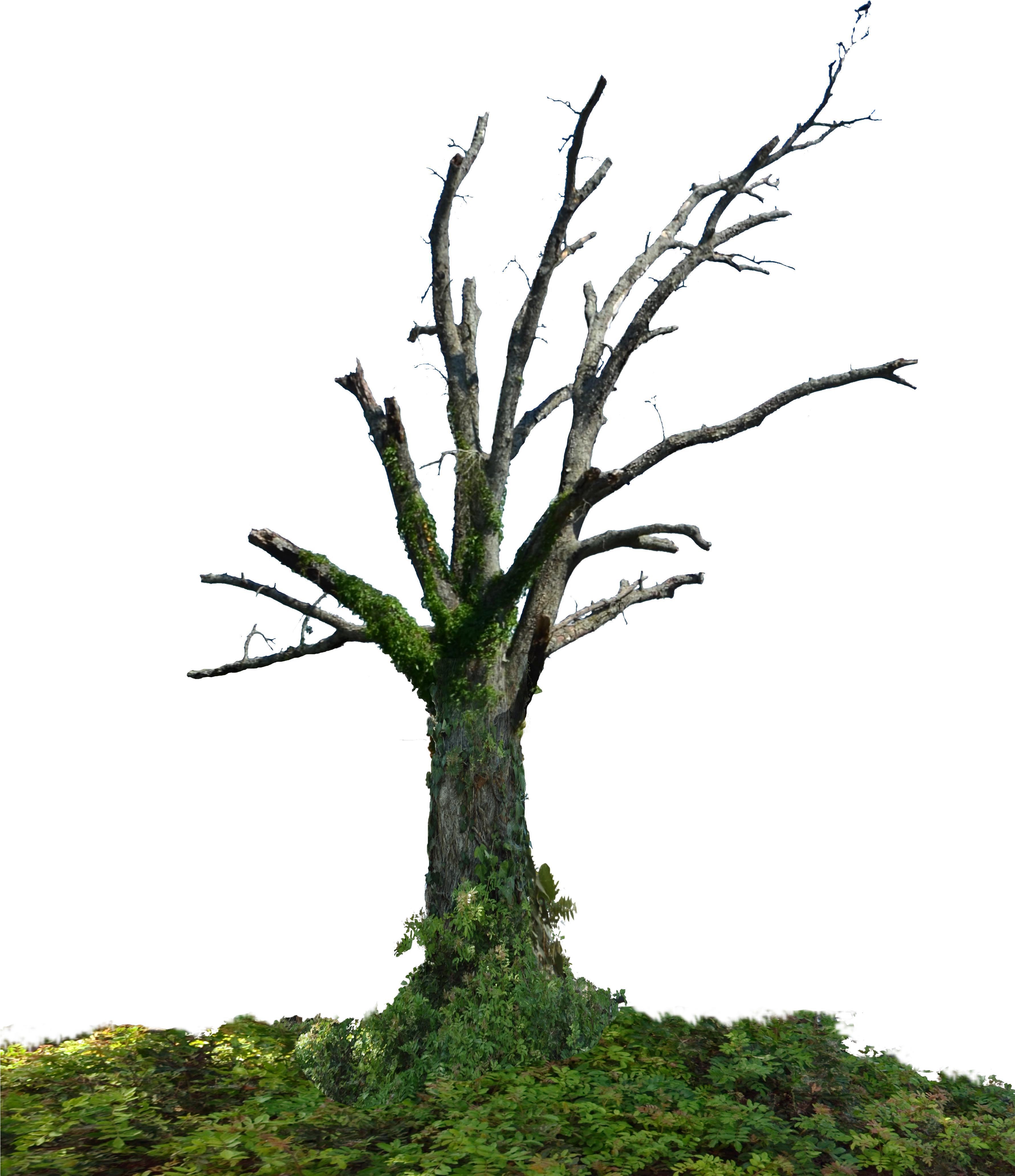Dead Tree Png Stock Photo 0098 With Groundcover By - Snag (3560x4535)