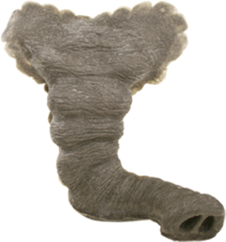 Elephant Nose - Shrimp (510x600)