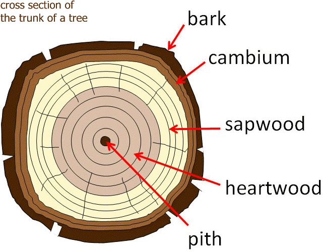 The Cambium Layer Transports Water And Food Up The - Parts Of A Tree Trunk (666x530)