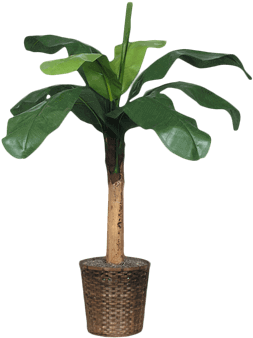 Silk Baby Banana Tree - Renting (648x432)