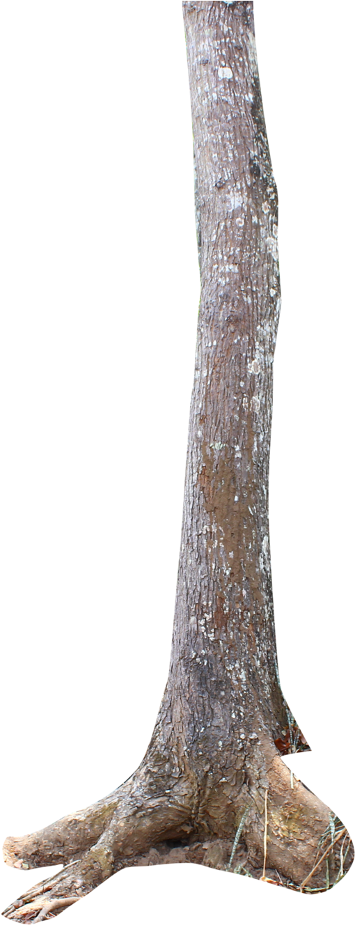 Tree Trunk Png By Andhikazanuar - Tree Trunk Png Hd (593x1345)