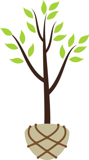 Balled Or Burlap Tree - Digging A Hole For Tree (290x520)