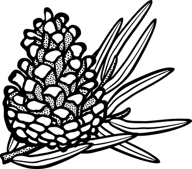 Cone, Conifer, Pine, Plant, Tree - Coniferous Clipart Black And White (386x340)