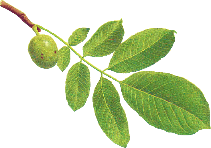 Résultat De Recherche D'images Pour "noyer - Nogal Arbol (742x528)