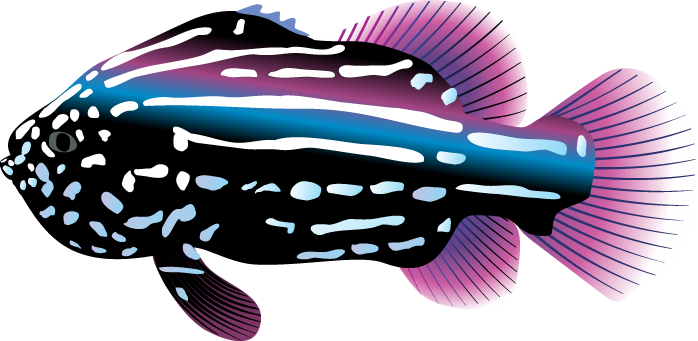 Goldfish Fish Tank Free Vector Graphic On Pixabay - Tropical Fish Clip Art (698x341)