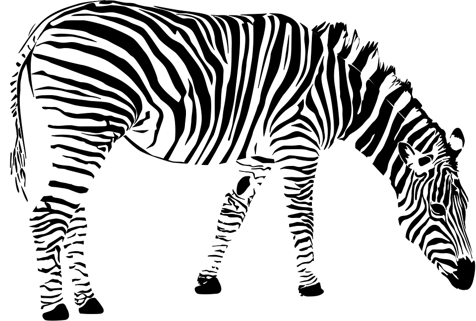 Drawn Zebra African Zebra - Zebra Vector Png (960x648)