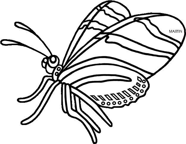 Butterfly Clipart Zebra - Zebra Longwing Butterfly Drawing (648x511)