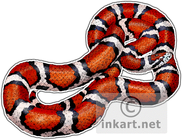 Red Milk Snake Lampropeltis Triangulum Syspila Line - Draw A Milk Snake (590x455)