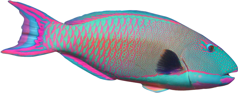 Parrot Fish Clipart - Parrotfish Clipart (819x336)
